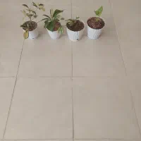گل وگیاه