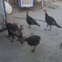 بوقلمون برنزه