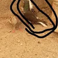 کبوتر
