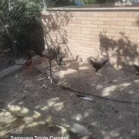 مرغ و خروس لاری|حیوانات مزرعه|پاکدشت, پاکدشت (مامازند)|دیوار