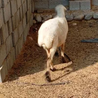 بره ماده|حیوانات مزرعه|قلعه قاضی, |دیوار