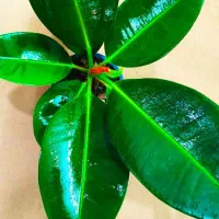 گل وگیاه|گل و گیاه طبیعی|خرمشهر, |دیوار