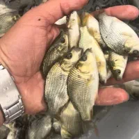 بچه ماهی کپور آمور ارسال رایگان تحویل محل