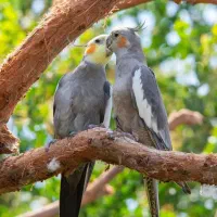 فروش عروس هلندی سخنگو و جفت مولد