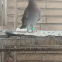 کبوتررنگی|پرنده|اهواز, کوی صادقیه|دیوار