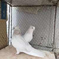 سفید جوجه کار|پرنده|تهران, آشتیانی|دیوار