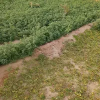 علوفه یونجه