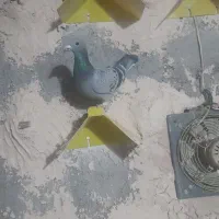 فروش کبوتر چند عددماده نسل دار