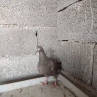 کبوتر دورگ وآبادانی