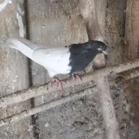 کفتر ماده کله