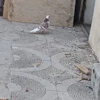 کبوتر گرفتنی