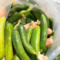 خیار خیارشوری مستقیم از سر زمین