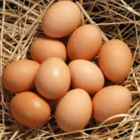 تخم مرغ بومی