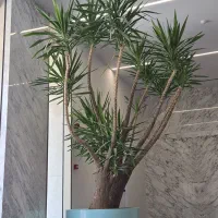 خدمات باغبانی باغچه کاری تعویض گل‌های آپارتمانی