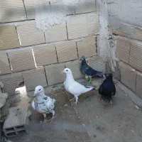 ماده