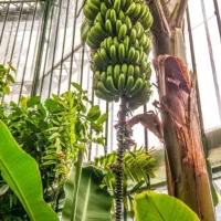 نهال درخت خرما|گل و گیاه طبیعی|قشم, |دیوار