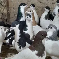 رنگه دانه ۱۸۰|پرنده|مشهد, کوشش|دیوار