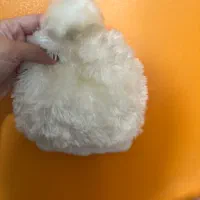 لباس بافت بچگانه|کفش و لباس بچه|رشت, توشیبا|دیوار