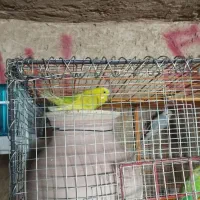 مرغ عشق انگلیسی نر