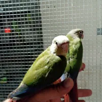 طوطی گرینچیک