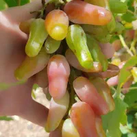 نهال انگور و بادام و گردو و..