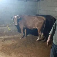 فروش ۵تا گاو گوشتی برای قربانی