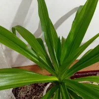 گل طبیعی|گل و گیاه طبیعی|صحنه, |دیوار