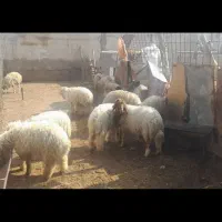 بره نر وماده گوسفند بز|حیوانات مزرعه|کرخه, |دیوار