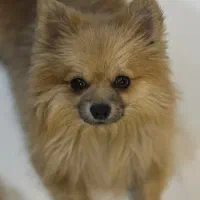 گمشده در کوی وحدت خیابان شهید نسیمی|حیوانات|شیراز, کوی وحدت|دیوار