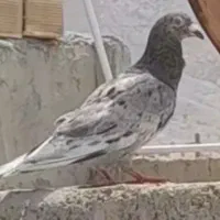 کبوتر گمشده بوشهر پشت سینما