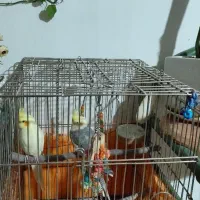 یک جفت عروس هلندی با لوازم|پرنده|پردیس, فاز ۴|دیوار