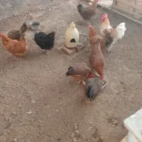مرغ و خروس