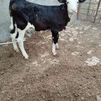 دو راس گوساله سمینتال ماده اصیل|حیوانات مزرعه|قیدار, |دیوار