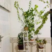 استند و گل ها فروشی