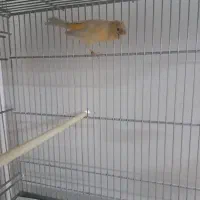 قناری|پرنده|ری, شهید غیوری (ابن باویه)|دیوار