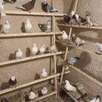 کفتر پرش سنگین