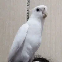 عروس البینیو نر سخنگو