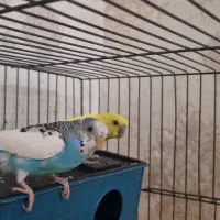 مرغ عشق / جفت