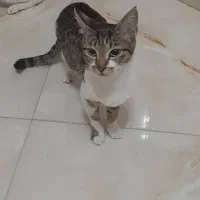 واگذاری گربه|گربه|کرمانشاه, |دیوار