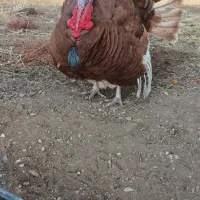 بوقلمون بوربون و برنز (قه لی سور و رش)