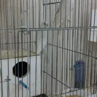 عروس هلندی|پرنده|کاشان, فاز ۲ ناجی آباد|دیوار