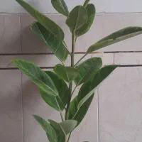 گلخانه گلبانو|گل و گیاه طبیعی|نجفآباد, شریعتی غربی|دیوار