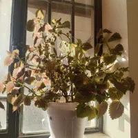 گل حسن یوسف