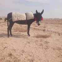 خر الاغ گله ای|حیوانات مزرعه|برخوار, |دیوار