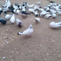 حدود ۵۰عددکفتر