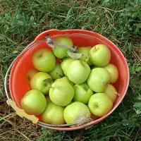 نیازمند کارگر برای چیدن سیب فوری