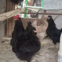 مرغ گلین|حیوانات مزرعه|جم, |دیوار