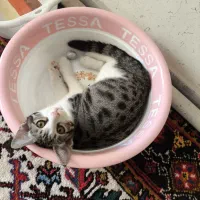 واگذاری رایگان بچه گربه|گربه|تبریز, |دیوار