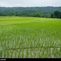 فروش زمین برنجکاری جهزار|فروش دفتر صنعتی، کشاورزی، تجاری|چیتاب, |دیوار