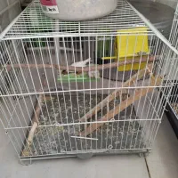 یک عدد عروس هلندی،ویک جفت فنچ با قفس|پرنده|شاهین‌شهر, شهرک گلدیس|دیوار